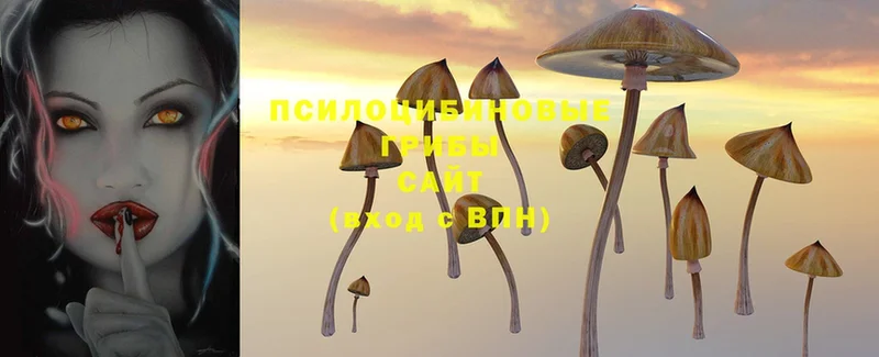 Псилоцибиновые грибы Magic Shrooms  Пермь 